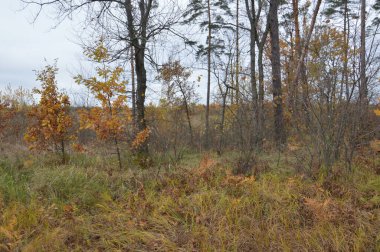 Sonbaharın sonlarında ormanın manzarası