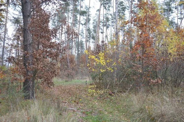 Panorama Van Late Herfst Het Bos — Stockfoto