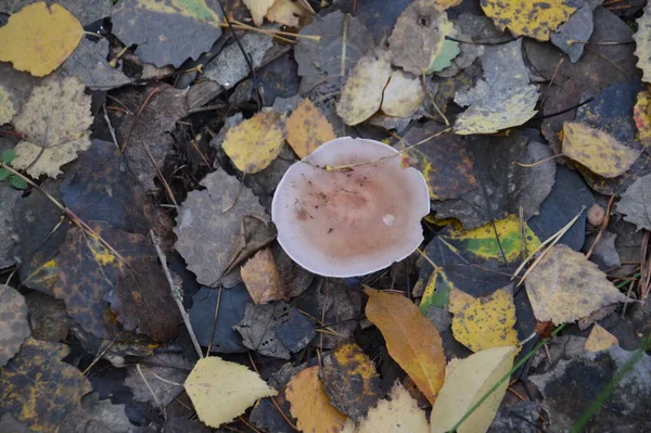 Herfst Champignons Een Achtergrond Van Bladeren Grond — Stockfoto