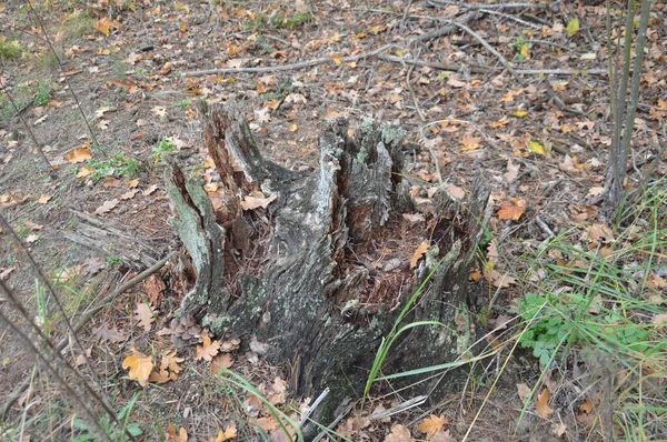 Old Autumn Stump Falling Apart — Stock Photo, Image