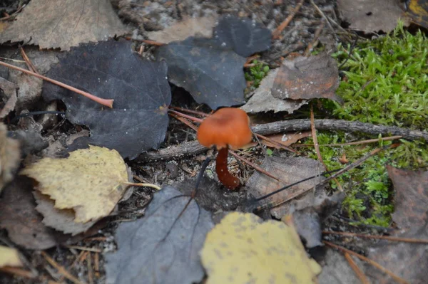 Autumn Mushrooms Background Leaves Ground — Stock Photo, Image