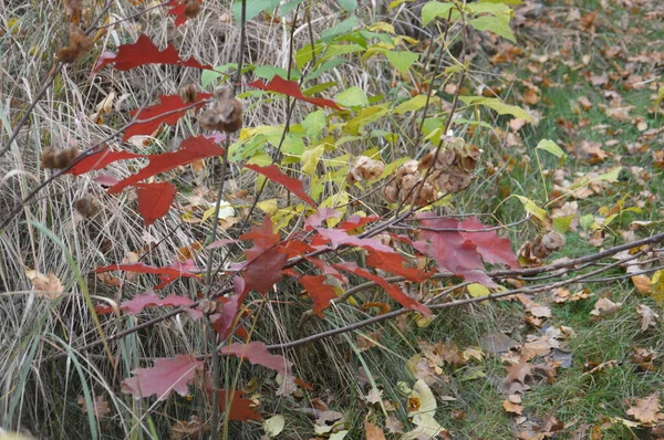 Panorama Fine Autunno Foresta — Foto Stock