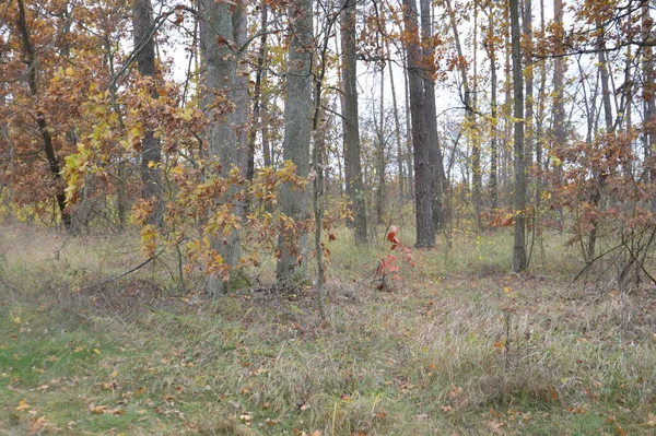 Panorama Pozdního Podzimu Lese — Stock fotografie