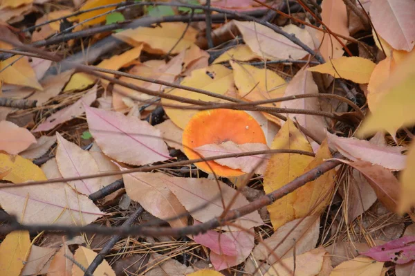 Осенние Грибы Фоне Листьев Земли — стоковое фото