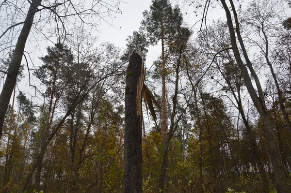 Árbol Roto Por Viento Bosque — Foto de Stock