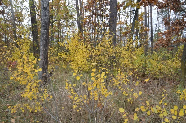 Panorama Pozdního Podzimu Lese — Stock fotografie
