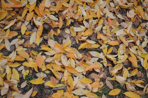 Φθινοπωρινό Φύλλωμα Έπεσε Στο Έδαφος Από Τους Θάμνους — Φωτογραφία Αρχείου