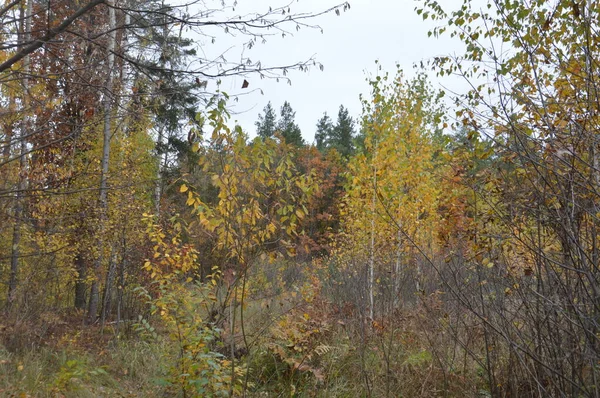 Panorama Finales Otoño Bosque — Foto de Stock