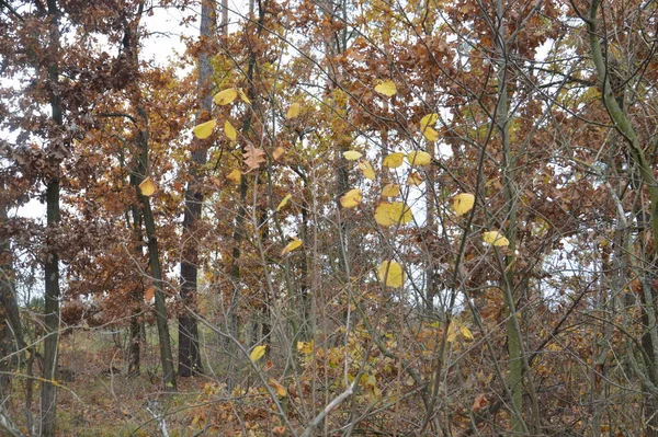 Panorama Pozdního Podzimu Lese — Stock fotografie