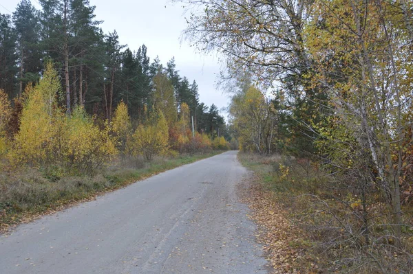 Panorama Późnej Jesieni Lasu — Zdjęcie stockowe