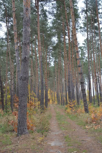 Panorama Późnej Jesieni Lasu — Zdjęcie stockowe