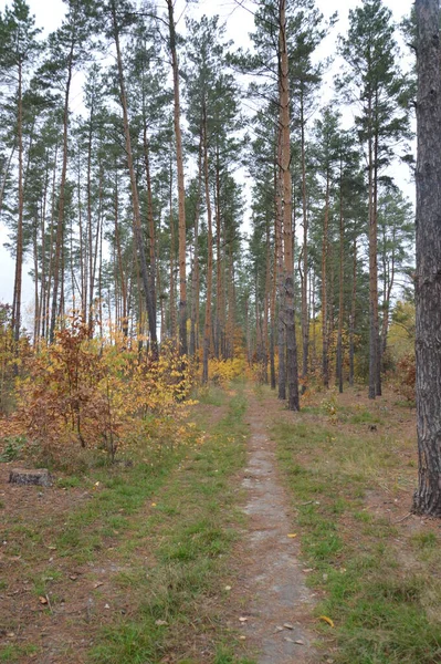 Panorama Late Autumn Forest — Stock Photo, Image