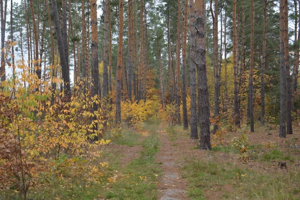 Panorama Fine Autunno Foresta — Foto Stock