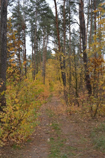 Panorama Finales Otoño Bosque — Foto de Stock