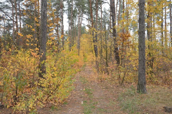 Панорама Поздней Осени Леса — стоковое фото