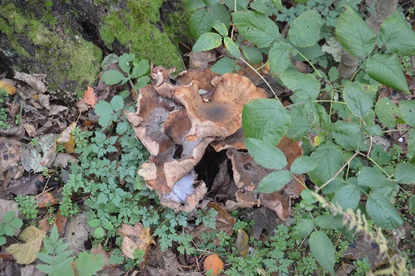 Autumn Mushrooms Background Leaves Ground — Stock Photo, Image