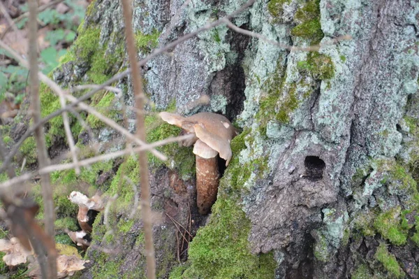 葉や地面を背景にした秋のキノコ — ストック写真