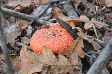 Yapraklar ve zemin üzerinde sonbahar mantarları