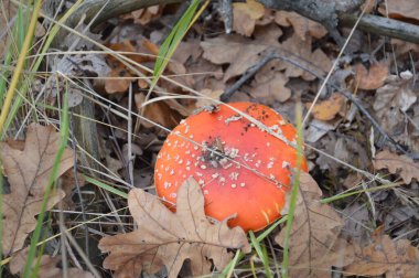 Yapraklar ve zemin üzerinde sonbahar mantarları