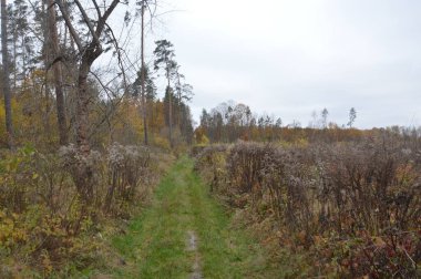 Sonbaharın sonlarında ormanın manzarası