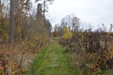 Sonbaharın sonlarında ormanın manzarası