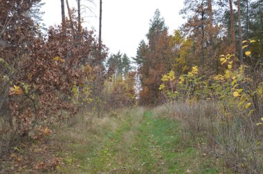 Sonbaharın sonlarında ormanın manzarası