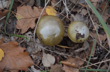 Yapraklar ve zemin üzerinde sonbahar mantarları