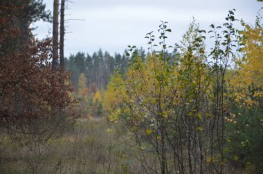 Sonbaharın sonlarında ormanın manzarası