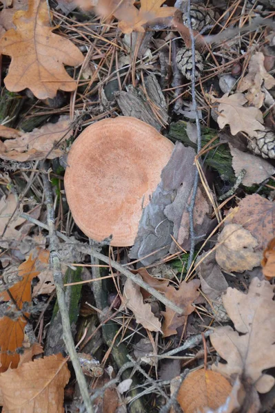 秋天的蘑菇 背景是树叶和地面 — 图库照片