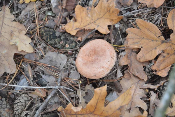 Autumn Mushrooms Background Leaves Ground — Stock Photo, Image