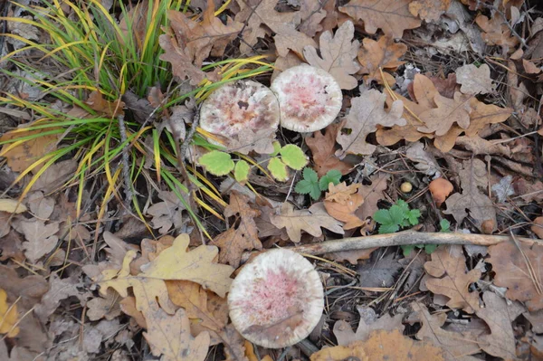 Cogumelos Outono Contexto Folhas Chão — Fotografia de Stock