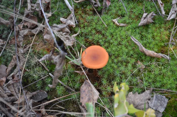 Autumn Mushrooms Background Leaves Ground — Stock Photo, Image