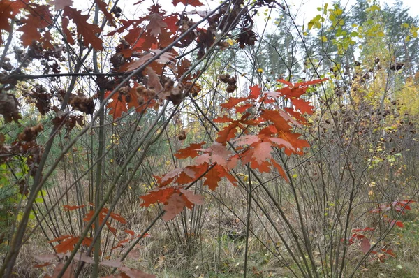 Spätherbst Wald — Stockfoto