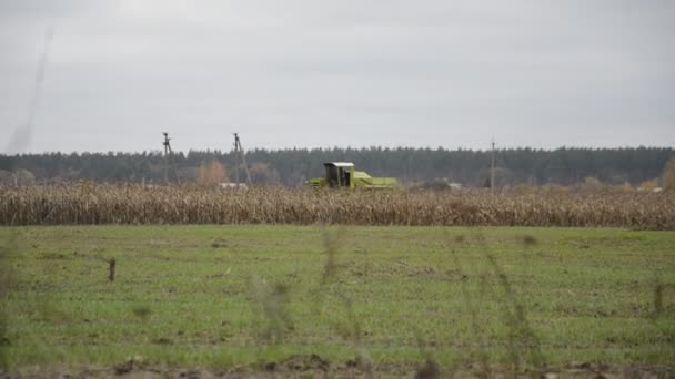 Трактор Собирает Кукурузу Поле Осенью — стоковое видео