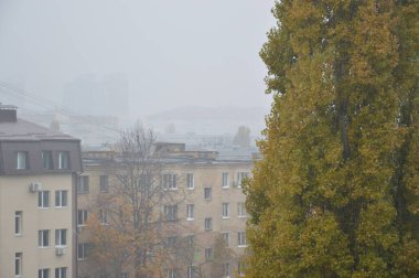 Şehirdeki ağaçların sarı yaprakları.