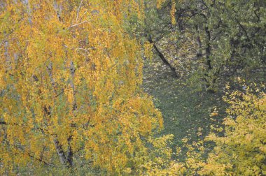 Şehirdeki ağaçların sarı yaprakları.