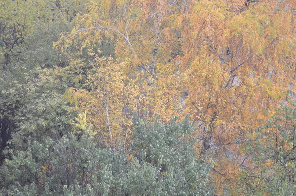 Желтая Листва Деревьев Городе — стоковое фото