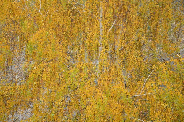 Желтая Листва Деревьев Городе — стоковое фото