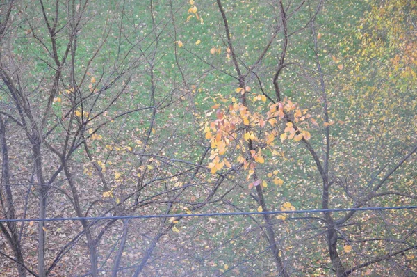 Şehirdeki Ağaçların Sarı Yaprakları — Stok fotoğraf