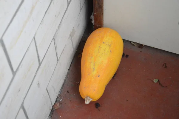 Calabaza Amarilla Encuentra Esquina Balcón — Foto de Stock