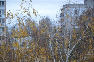 Şehirde yaprakları sarı olan sonbahar ağaçları