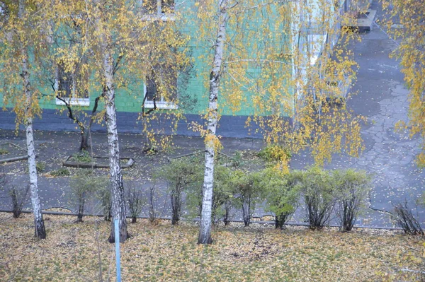 Árvores Outono Com Folhas Amarelas Cidade — Fotografia de Stock