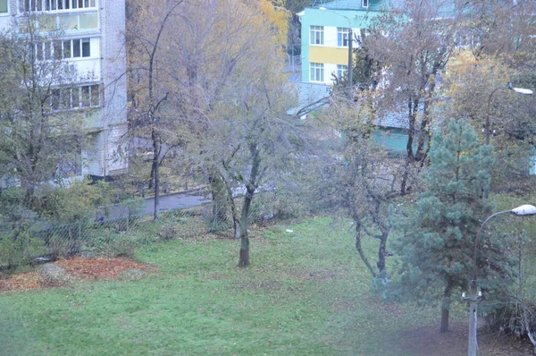 Herbstbäume Mit Gelben Blättern Einer Stadt — Stockfoto