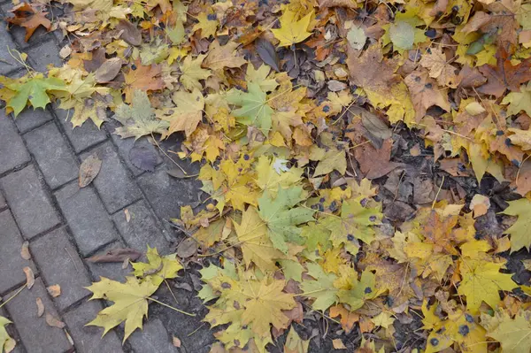 Леса Небольшие Архитектурные Формы Осеннем Парке — стоковое фото