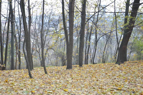 Леса Небольшие Архитектурные Формы Осеннем Парке — стоковое фото