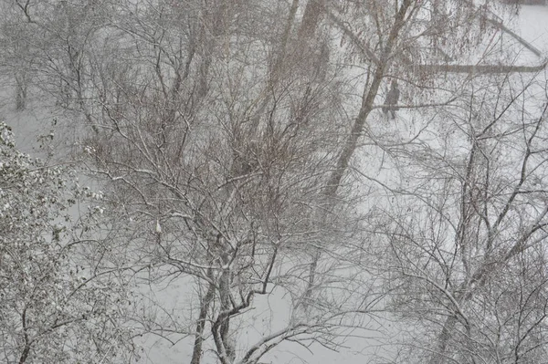 Karla Kaplı Gövde Dokusu Ağaç Dalları — Stok fotoğraf