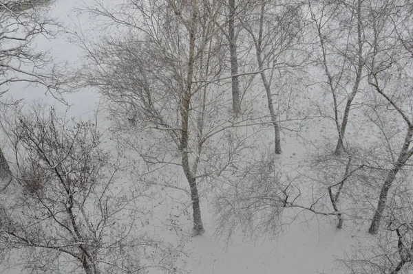 雪に覆われた幹の質感と枝の木 — ストック写真