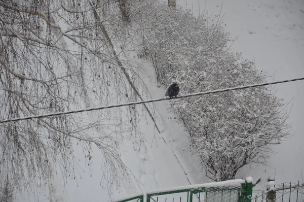 Ravens Sentam Objetos Dia Inverno — Fotografia de Stock