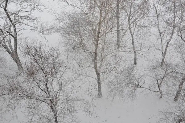 Tekstura Pokrytych Śniegiem Pni Drzewa Gałęzie — Zdjęcie stockowe