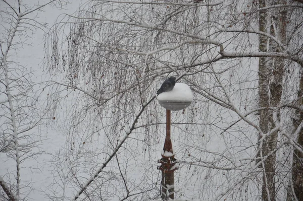 Kuzgunlar Bir Kış Günü Nesnelerin Üzerine Oturur — Stok fotoğraf